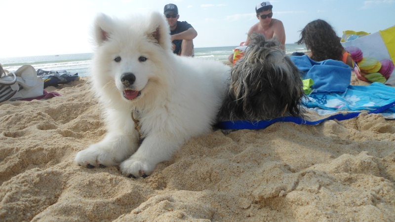 Le SAMOYEDE, le chien qui sourit Dsc04016