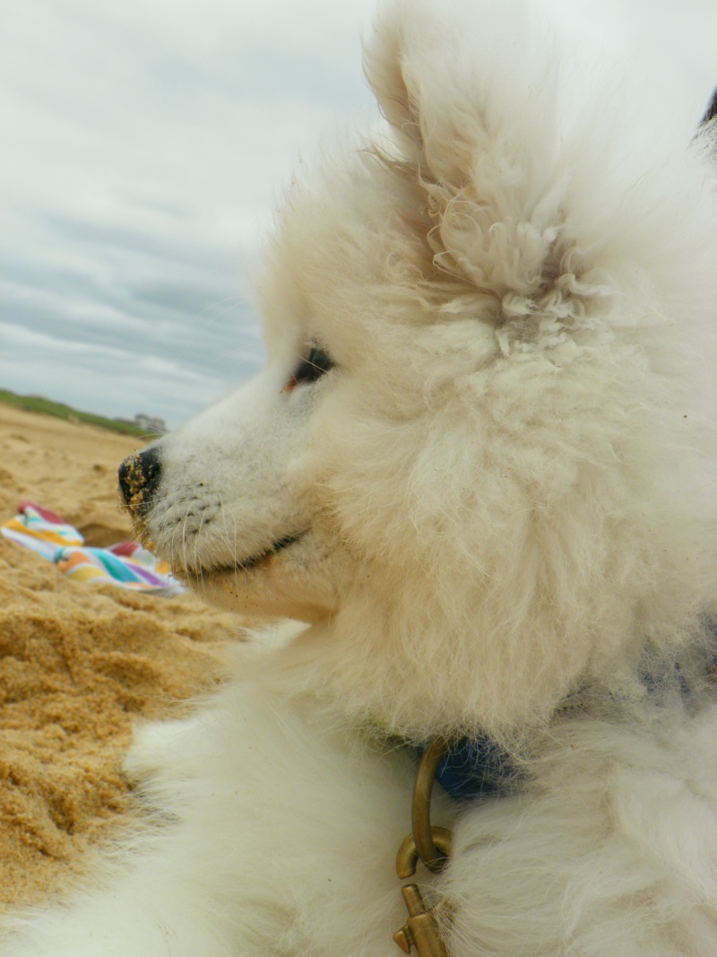 Le SAMOYEDE, le chien qui sourit Sam_8212