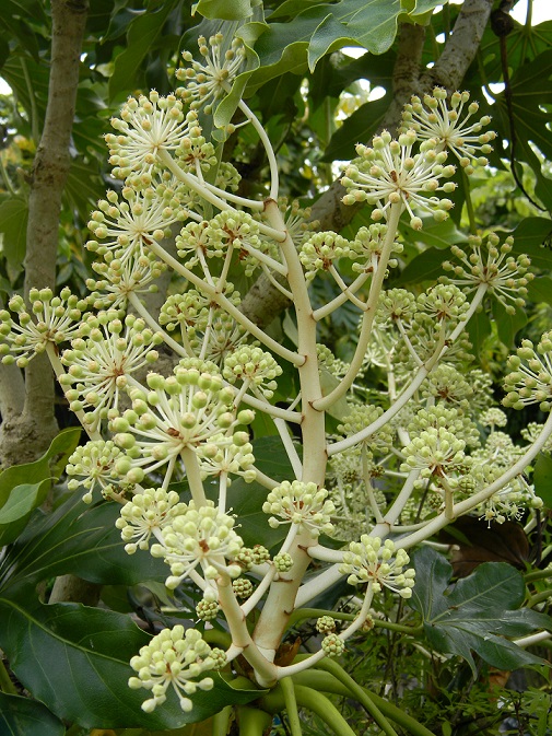 Fatsia japonica - fatsia du japon - Page 2 Aral210