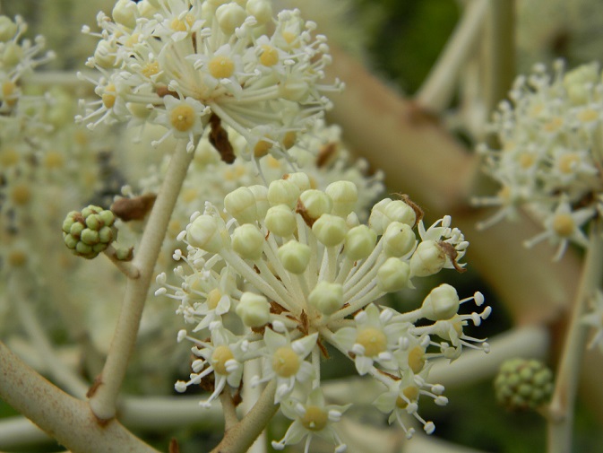 Fatsia japonica - fatsia du japon - Page 2 Aral410