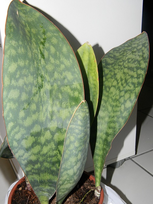 Sansevieria masoniana Belg110