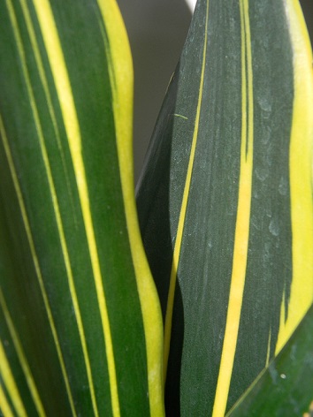 Sansevieria - généralités, conseils, identifications... - Page 3 Ray211