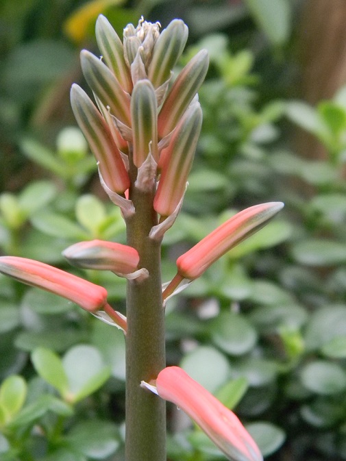 Aloe variegata - Page 2 Varieg14