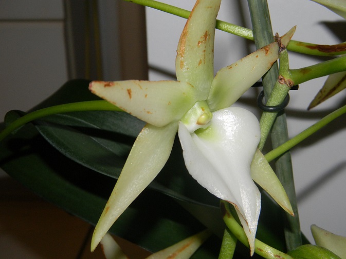 orchidées - floraisons du moment 2015 White210