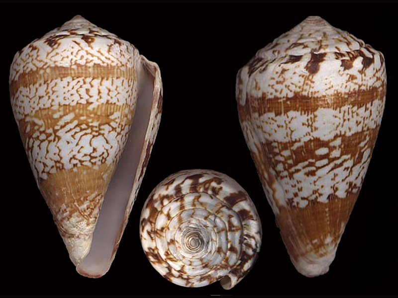 Conus (Lautoconus) cuneolus   Reeve, 1843 A_cune10