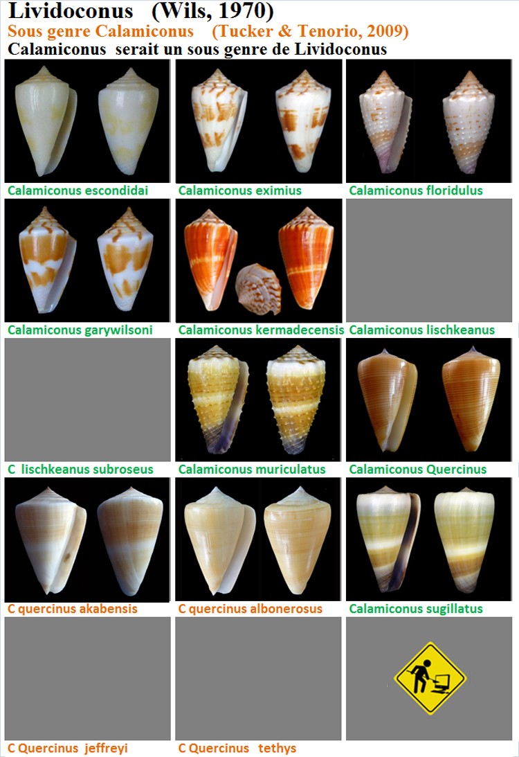  Conidae Calamiconus (obsolète)  - Le genre devenu Lividoconus Calami10