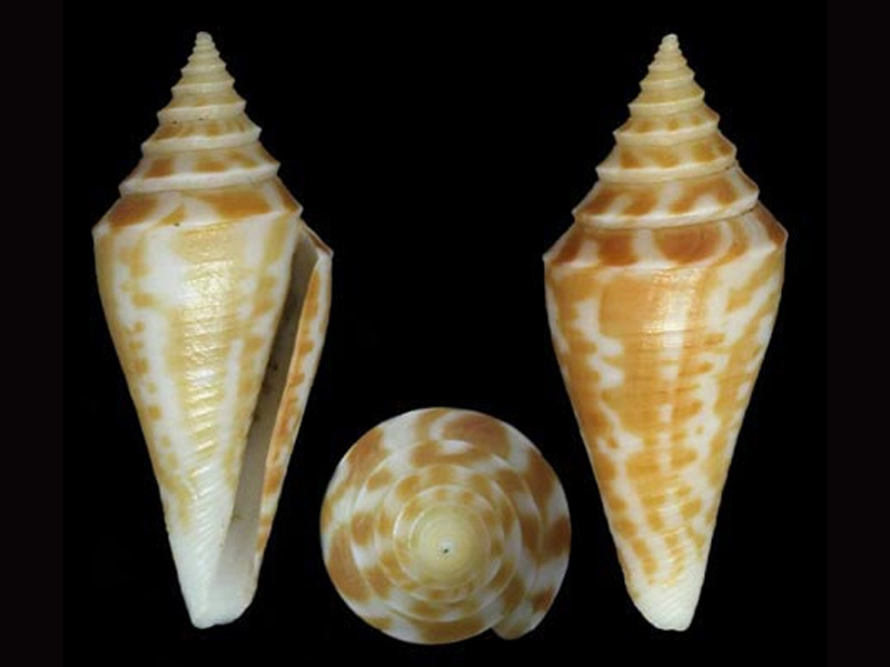 Conus (Dauciconus) scalaris G_cast11