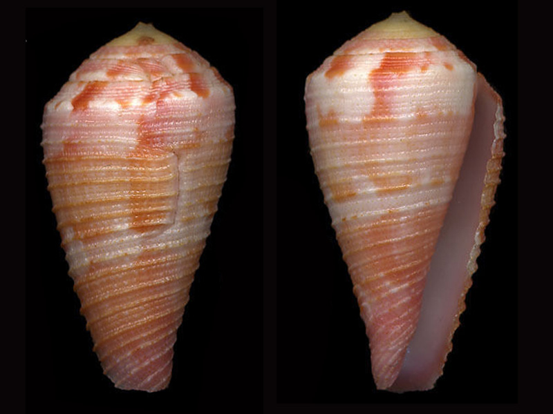 Conus (Rhizoconus) pertusus  amabilis   Lamarck 1810 R_pert10