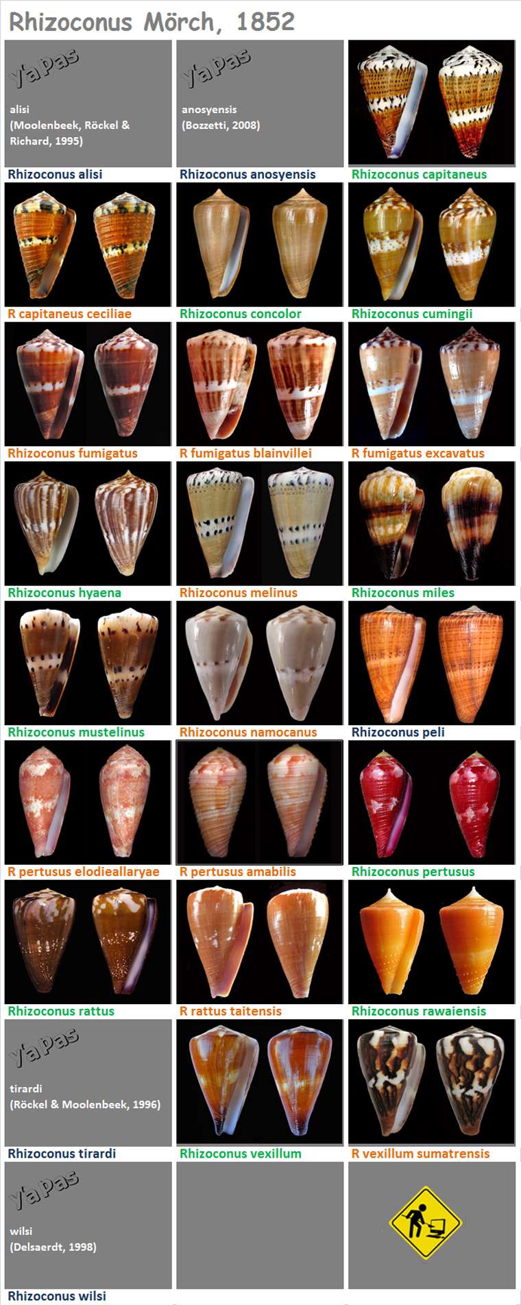  Conidae Conus (Rhizoconus) - Le genre, ses espèces, la planche MAJ2019/02/07 Rhizoc10
