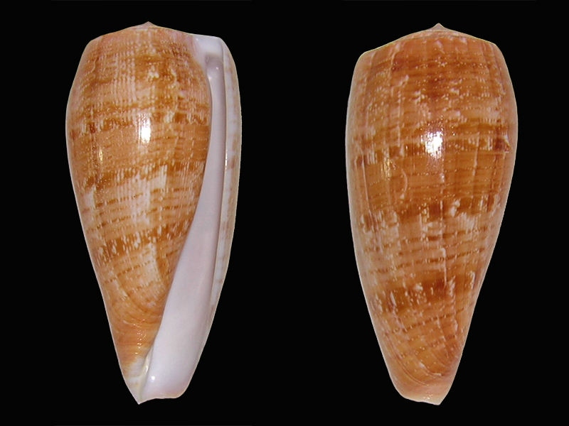 Conus (Textilia) cervus   Lamarck, 1822 Textil10