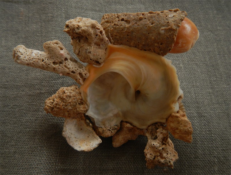 Xenophora conchyliophora (Born, 1780)  X-conc11