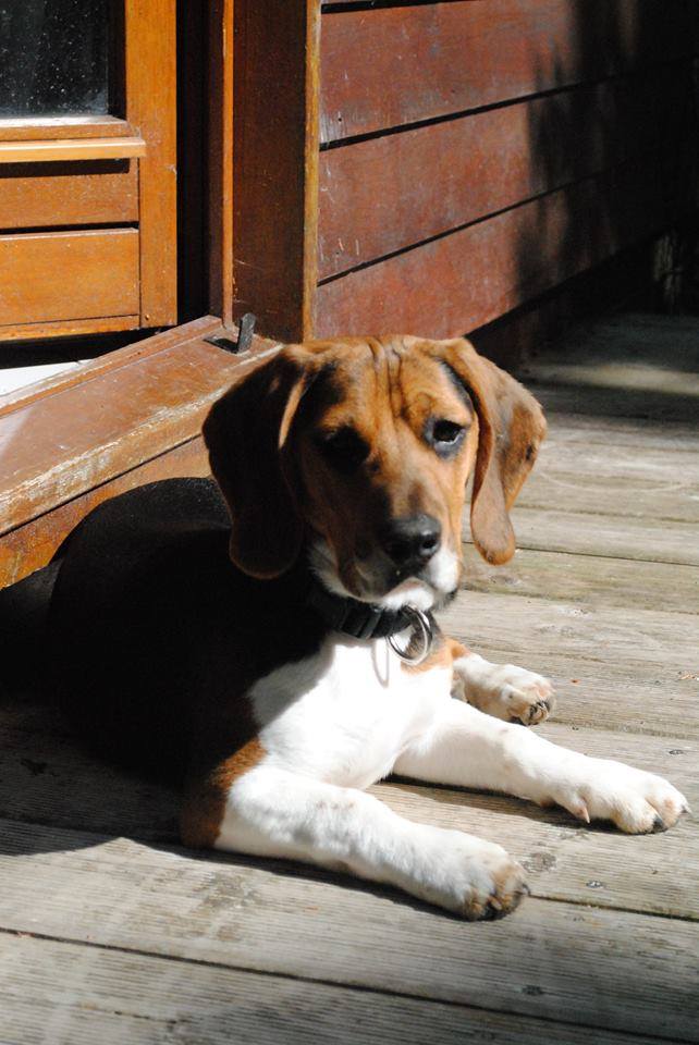 Besoin de votre aide pour Ioko, femelle beagle de deux ans Ioko10
