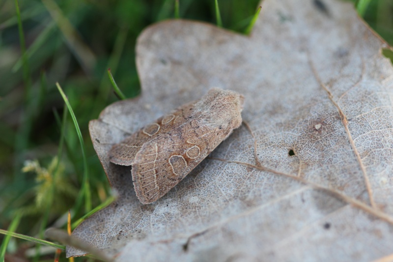 orthosia - Orthosia cerasi et gothica Orthos10