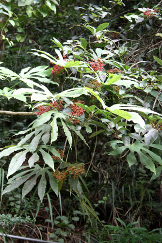 Fatsia polycarpa 60529_10