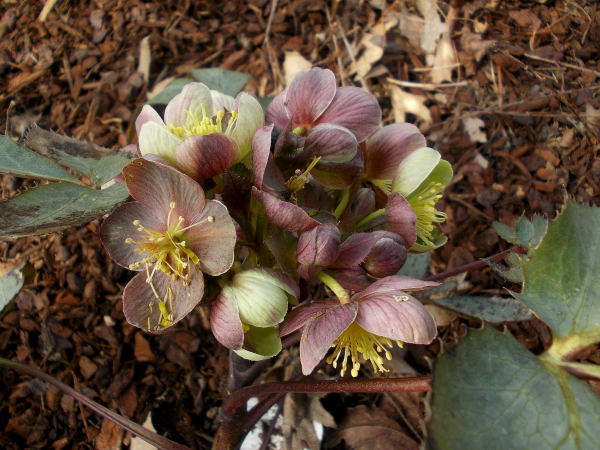 Une petite virée chez les Helleborus !!! Dscn0120