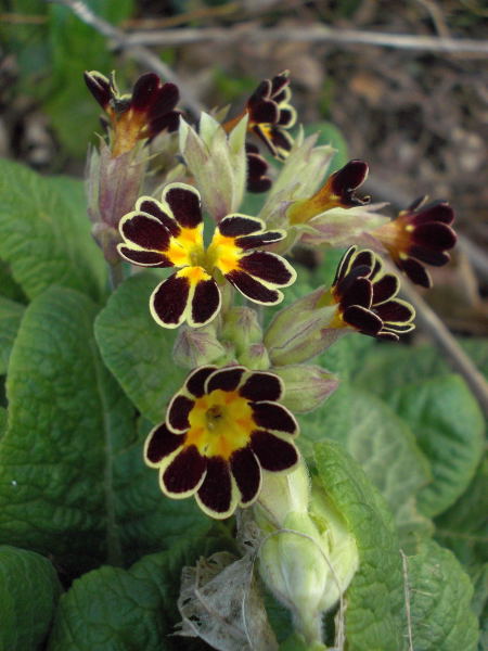 Primula..........aimez-vous les coucous ??? Dscn9832