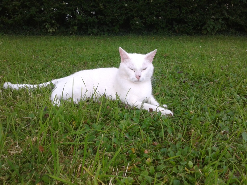 Igloo, chat blanc, né en 2008 20120711