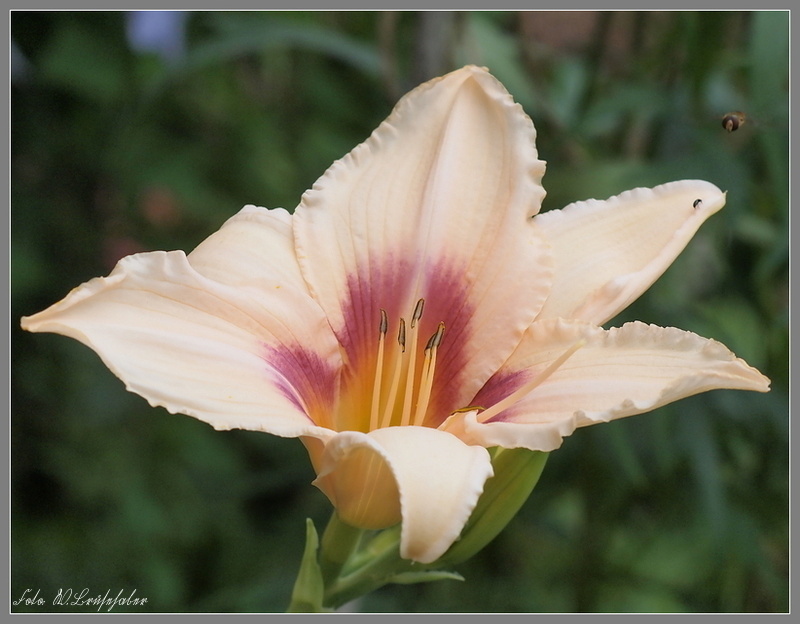 Hemerocallis - Taglilien - Schönheiten im Juni und Juli - Seite 2 Wasser44