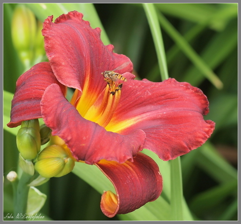 Hemerocallis - Taglilien - Schönheiten im Juni und Juli - Seite 2 Wasser45