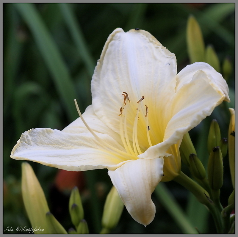 Hemerocallis - Taglilien - Schönheiten im Juni und Juli - Seite 2 Wasser46