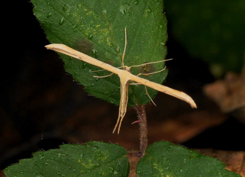 [Ptérophore commun (Emmelina monodactyla)] ID Pterophoridae Emmeli10