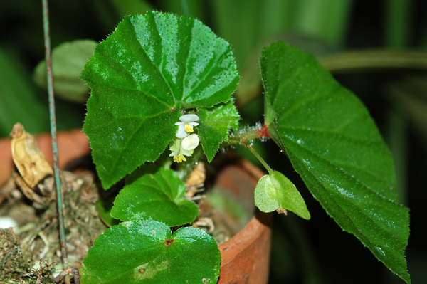 Begonia Bego12