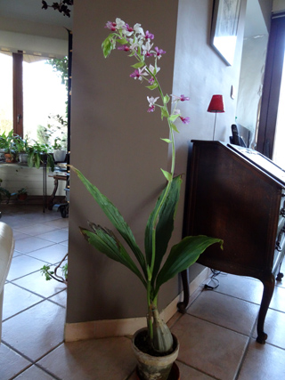 orchidées - floraisons du moment 2015 Calant16