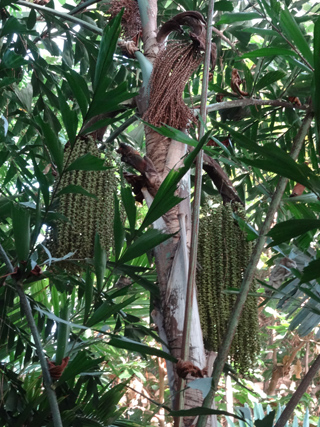 photos de graines palmiers - photos de fruits et graines de palmiers - Arecaceae - Page 2 Caryot11
