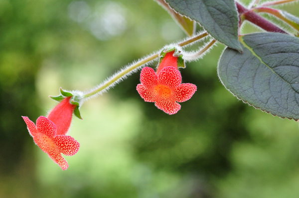 Kohleria Cybele17