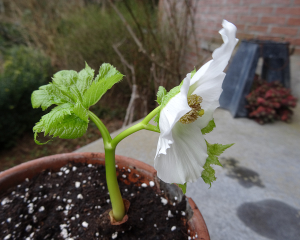 Glaucidium palmatum Glauci11