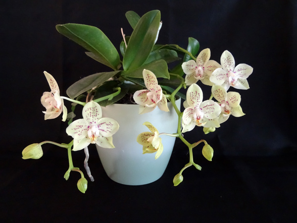 orchidées - floraisons du moment 2015 I_lan_11