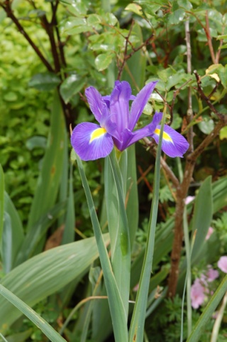 Mon jardin - Page 4 Iris10