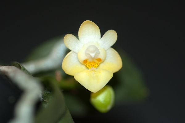Phalaenopsis thailandica f. aurea Phal_t11
