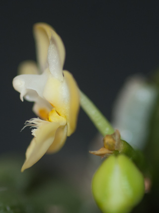 Phalaenopsis thailandica f. aurea Phal_t12