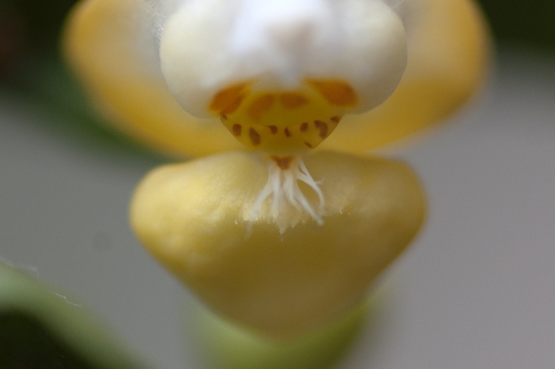 Phalaenopsis thailandica f. aurea Phal_t14