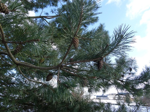 Pinus sylvestris - pin sylvestre Pin_sy13
