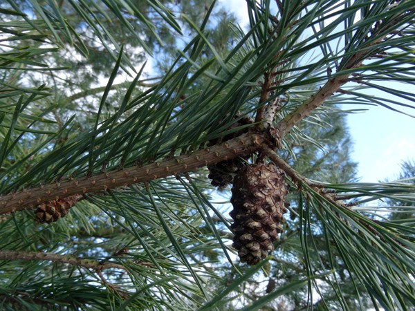 Pinus sylvestris - pin sylvestre Pin_sy14