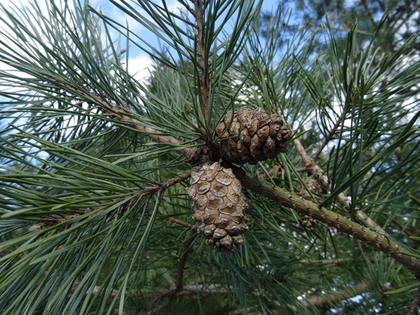 Pinus sylvestris - pin sylvestre Pin_sy15