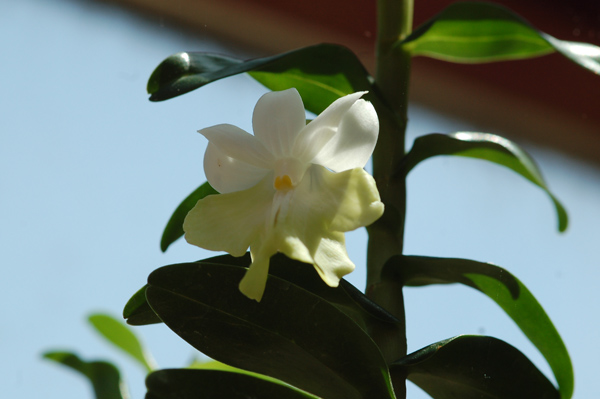 Dendrobium uniflorum Uniflo10