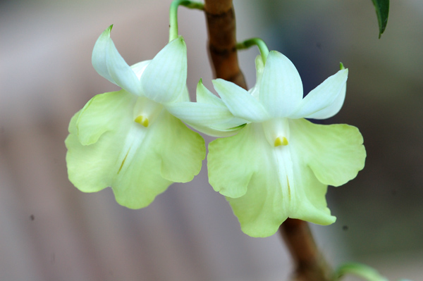 Dendrobium uniflorum Uniflo11