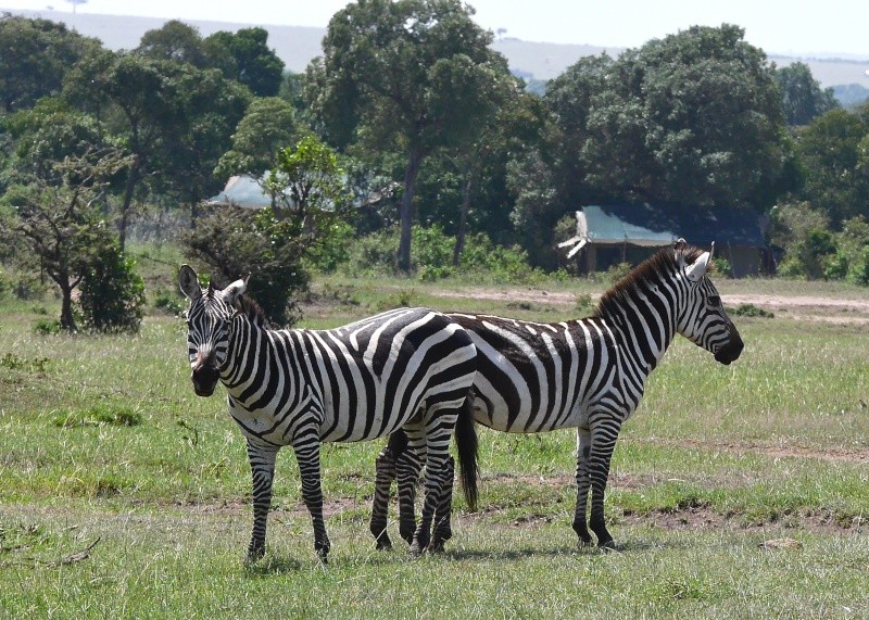 Mara Jan.2015 P1100810