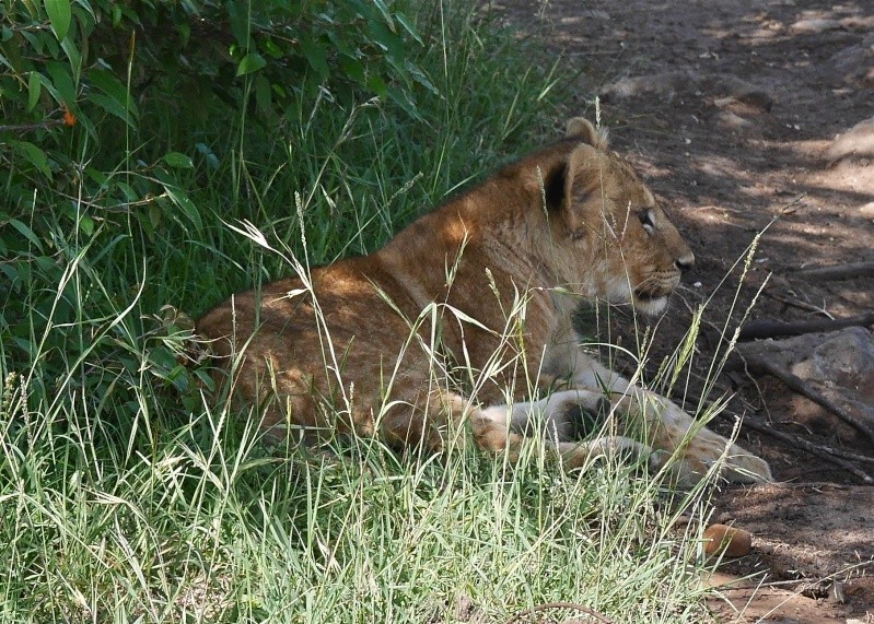 Mara Jan.2015 P1100819