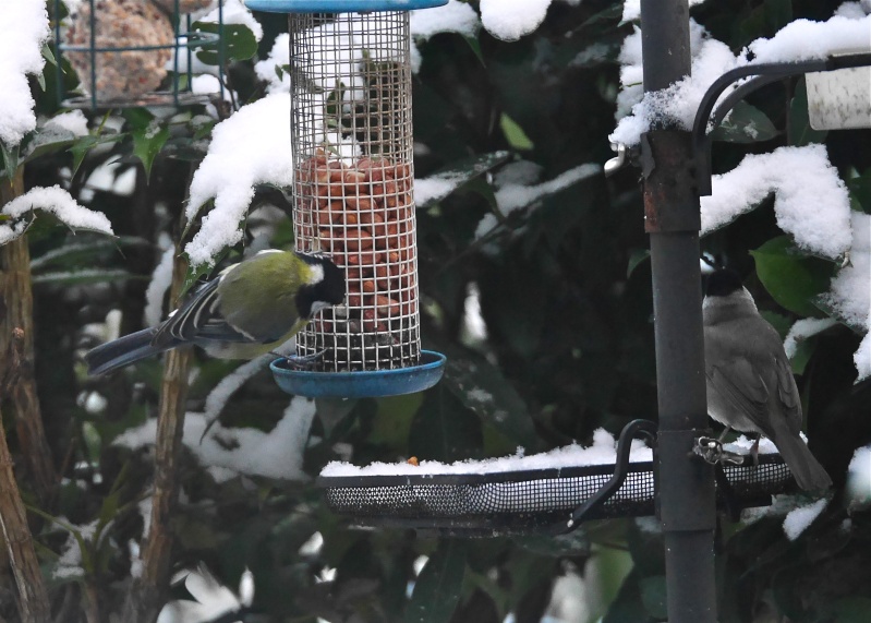 Our Feeding Stations :):) - Page 35 P1100912