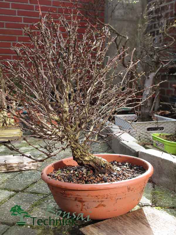 Berberis collected from tree nusery Bonsai11