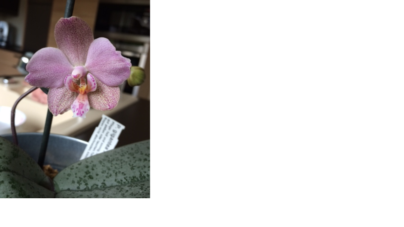 Phalaenopsis schilleriana x gigantea (Schillgig) - Seite 2 Schill10