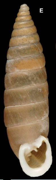 Granaria variabilis (Draparnaud, 1801) Captur10