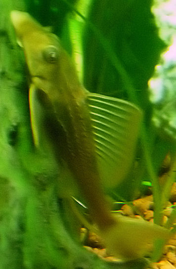 Pterygoplichthys pardalis "Gold form" P1000910