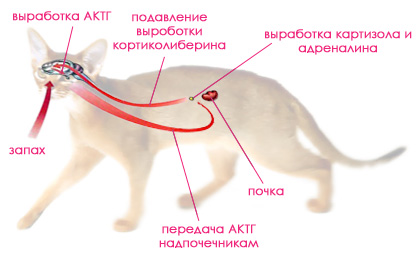Анатомия и физиология кошки Endokr10