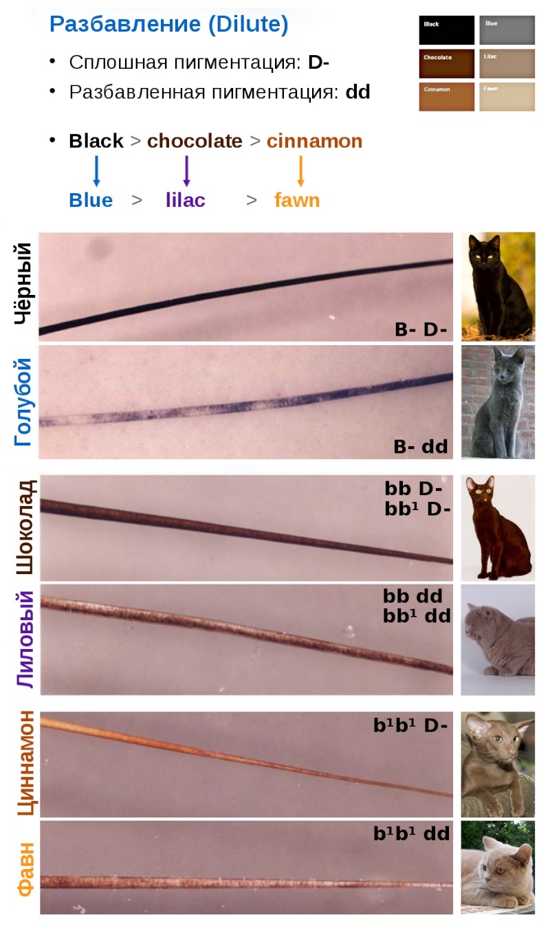 Генетика окрасов: Цвет в окрасе кошки Shpora10