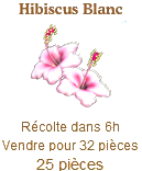 Hibiscus blanc Sans_129
